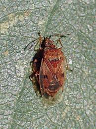 Attēlu rezultāti vaicājumam “Kleidocerys resedae imago”