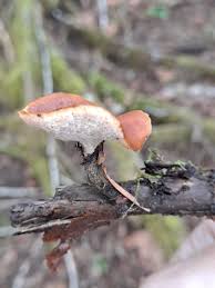 Attēlu rezultāti vaicājumam “Polyporus melanopus”