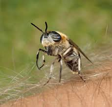 Attēlu rezultāti vaicājumam “Heptatoma pellucens”