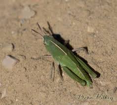 Attēlu rezultāti vaicājumam “Hemitrichia chrysospora young”