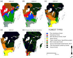 Attēlu rezultāti vaicājumam “Populus x lettland”