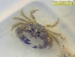 Image result for Eriphia verrucosa