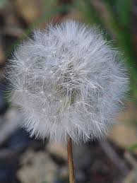 Image result for Agoseris major