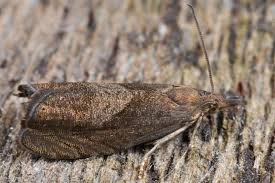 Attēlu rezultāti vaicājumam “Dichrorampha simpliciana”