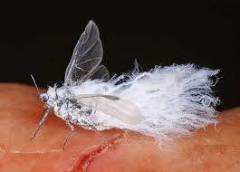 Attēlu rezultāti vaicājumam “Prociphilus xylostei”