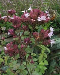 Attēlu rezultāti vaicājumam “Origanum vulgare”