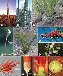 Attēlu rezultāti vaicājumam “Arenaria procera leaf”