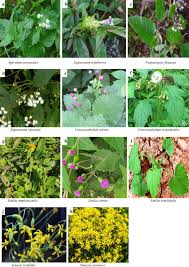 Image result for Ageratum conyzoides