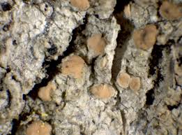 Attēlu rezultāti vaicājumam “Cliostomum corrugatum”