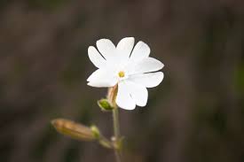 Attēlu rezultāti vaicājumam “Silene latifolia subsp. alba flower”