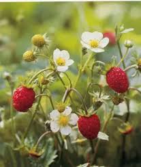 Attēlu rezultāti vaicājumam “Fragaria viridis flower”