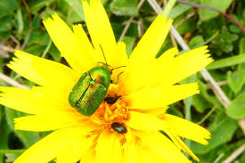 Attēlu rezultāti vaicājumam “Cryptocephalus aureolus, Cryptocephalus sericeus”