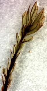 Attēlu rezultāti vaicājumam “Mnium lycopodioides”