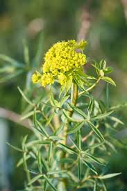 Attēlu rezultāti vaicājumam “Euphorbia virgata leaf”