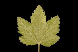 Attēlu rezultāti vaicājumam “Ribes rubrum leaf”