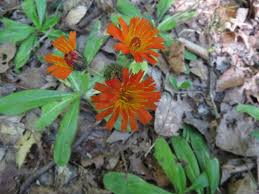 Attēlu rezultāti vaicājumam “Pilosella aurantiaca flower”