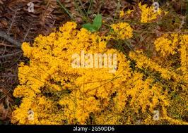 Attēlu rezultāti vaicājumam “Fuligo septica var. candida plasmodium”