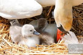 Attēlu rezultāti vaicājumam “Cygnus olor adult”