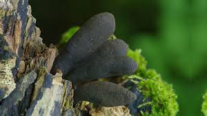 Attēlu rezultāti vaicājumam “Xylaria polymorpha”