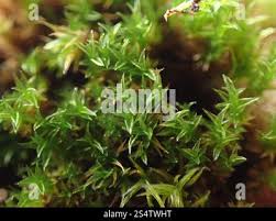 Attēlu rezultāti vaicājumam “Bryoerythrophyllum recurvirostrum sporophyte”