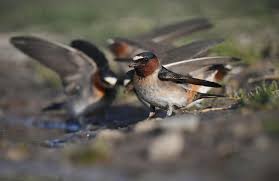 Image result for Petrochelidon pyrrhonota