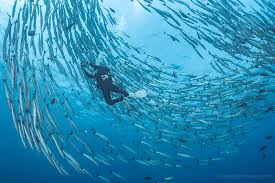 Image result for Tornado Divers