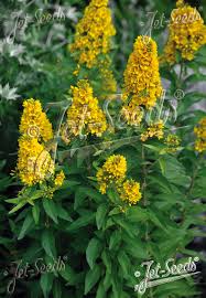 Attēlu rezultāti vaicājumam “Lysimachia vulgaris flower”