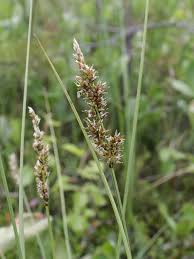 Attēlu rezultāti vaicājumam “Carex diandra leaf”