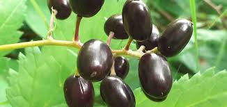 Attēlu rezultāti vaicājumam “Actaea spicata fruit”