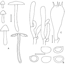 Attēlu rezultāti vaicājumam “Hygrocybe acutoconica”