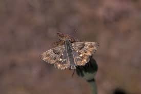 Attēlu rezultāti vaicājumam “Carcharodus floccifera”