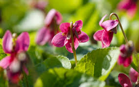 Image result for Veilchen