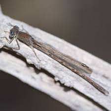 Attēlu rezultāti vaicājumam “Sympecma paedisca”