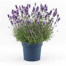 Image result for Lavendel