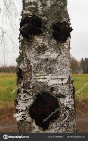 Attēlu rezultāti vaicājumam “Inonotus obliquus”