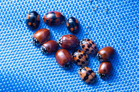 Attēlu rezultāti vaicājumam “Adalia bipunctata imago”