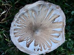 Attēlu rezultāti vaicājumam “Diderma subincarnatum plasmodium”