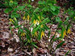 Attēlu rezultāti vaicājumam “Uvularia grandiflora flower”