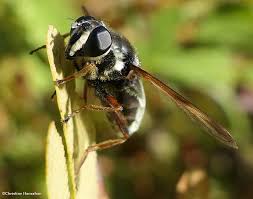 Attēlu rezultāti vaicājumam “Sericomyia sp.”
