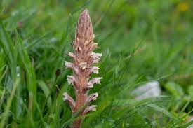 Attēlu rezultāti vaicājumam “Orobanche coerulescens flower”