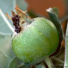 Attēlu rezultāti vaicājumam “Pammene rhediella”