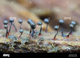 Attēlu rezultāti vaicājumam “Cribraria piriformis stalked”