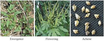 Attēlu rezultāti vaicājumam “Ambrosia artemisiifolia fruit”