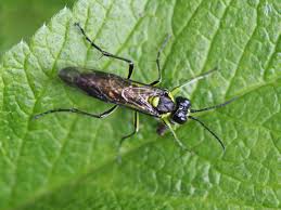 Attēlu rezultāti vaicājumam “Rhogogaster picta”