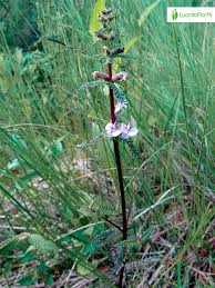 Attēlu rezultāti vaicājumam “Pedicularis palustris flower”
