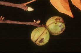 Attēlu rezultāti vaicājumam “Carya ovata fruit”