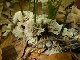 Attēlu rezultāti vaicājumam “Thelephora penicillata”