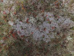 Attēlu rezultāti vaicājumam “Cladonia rangiferina”