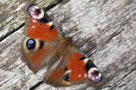 Attēlu rezultāti vaicājumam “Inachis io”