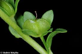 Attēlu rezultāti vaicājumam “Veronica serpyllifolia”